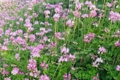 紫云英的作用，可维持农田氮循环还可饲喂家畜