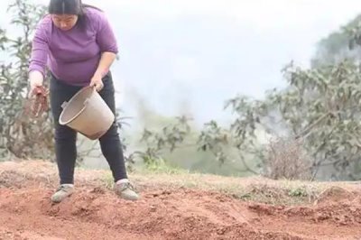 吡虫啉有什么作用,可防治飞虱、叶蝉、蚜虫等害虫