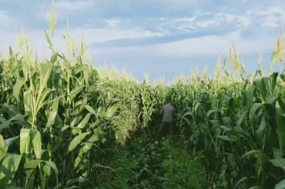 文机收1号玉米种子特征特性,两年区试平均生育期123天