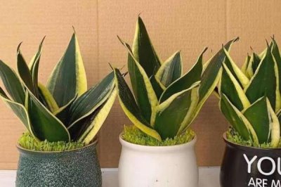 金边虎尾兰怎么养,养殖期间让它时常接触阳光