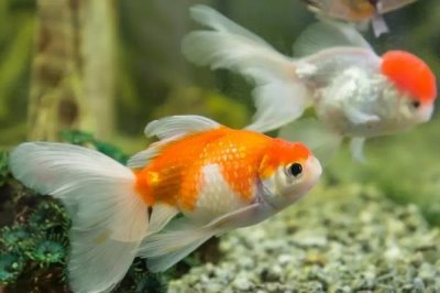 新手养金鱼选择什么品种,养鱼知识介绍