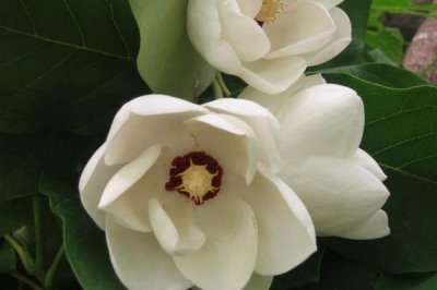 天女花怎么种,可扦插可播种