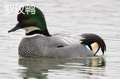 野鸭是几级保护动物,属于国家二级野生保护动物