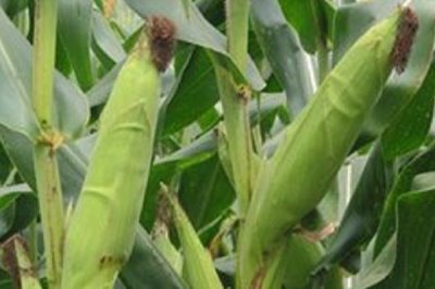 鑫良丰636玉米种子特点，注意防治瘤黑粉病