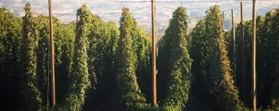 怎么种植啤酒花,种苗的顶部要和地面保持一定距离