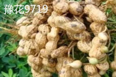 适合山东种植的花生高产品种,以下这六个品种可以考虑