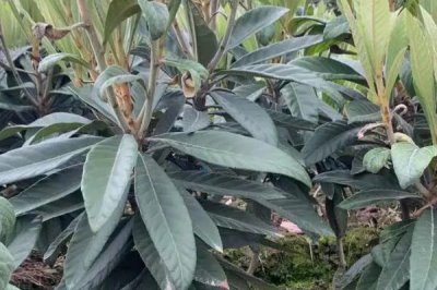 枇杷嫁接后怎么管理,需及时抹除接口下部萌发的砧木芽