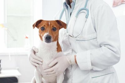 狗得了结石怎么办，结石较小且症状不严重可选择药物治疗