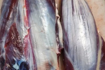 牛体内有多少牛腱子,4条腿上各有1个