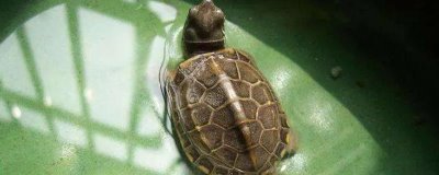 乌龟的正确饲养方法,首先要挑选健康的乌龟