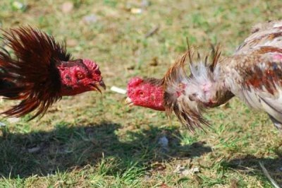 鸡互相啄毛吃的原因，可能是蛋白质不足或温度过高所致
