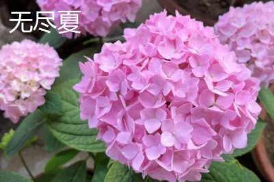 绣球花的品种,这几个品种值得入手