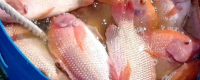 珍珠罗非鱼的产地，原产于南非
