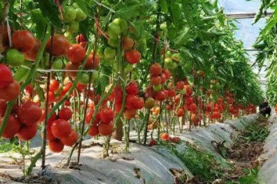 大棚西红柿产量低的原因,昼夜温度低或通风不当都会导致