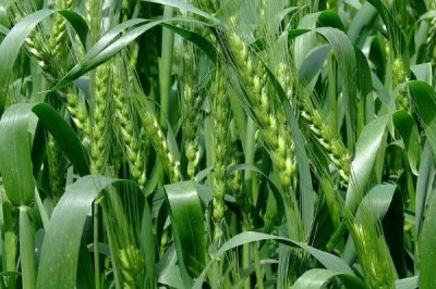 中麦86小麦种子特征特性,注意防治田间杂草和蚜虫