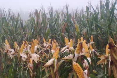 葫新505玉米品种简介,生育期126天左右