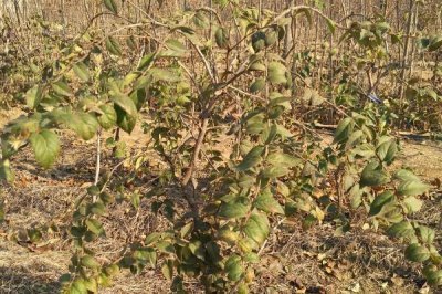 杈杷果苗的价格,各地区的售价有差异