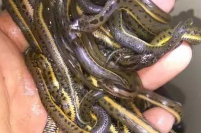 高效养殖泥蛇的方法,每平方米面积可放养10条幼蛇