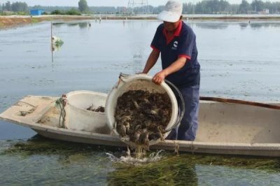河蟹如何越冬，条件允许的情况下应该要注水2-3次