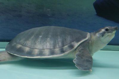 猪鼻龟能活多久,野外生存可活20-25年