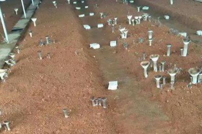 猪肚菇是什么菌类，是一种较常见的野生食用菌