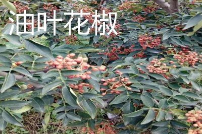 花椒种植市场是否已经饱和，调料需求基本已经达到顶峰