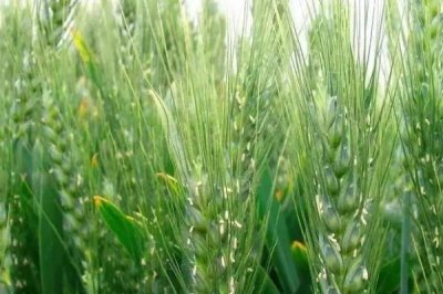 小麦授粉期能不能浇水,授粉期不可浇水