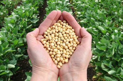 吉兴豆1号大豆种子特点,注意防治大豆蚜虫