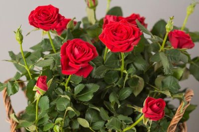 玫瑰的花期持续时间，开花时长为15-30天左右