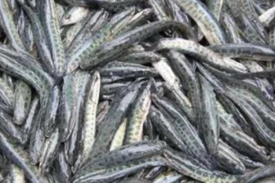 黑鱼如何喂养,饲料有新鲜的动物饵料和人工搭配饲料