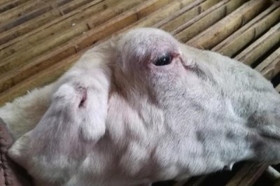 养羊的基本知识,需注意饲养、水源和发情周期等