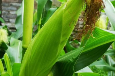 高产的玉米种子品种有哪些,常见的有中科玉505、登海605等