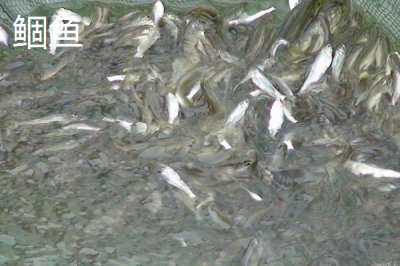 5号金袖钩适钓鱼种，一般包括鲫鱼和罗非鱼