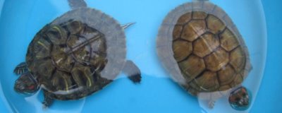 养龟为什么不能养双，养两只容易打架