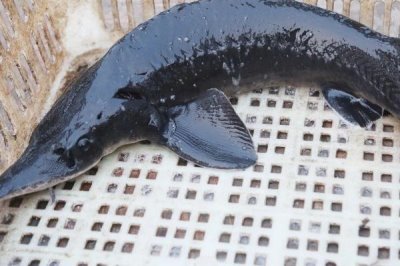 养殖的中华鲟能不能吃,人工繁殖的子二代才可以销售食用