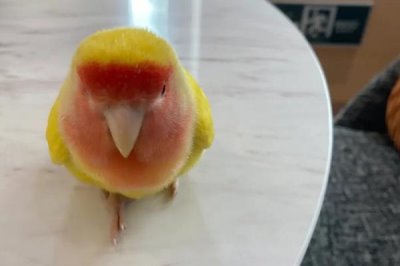 黄桃鹦鹉的智商,比较聪明喜欢与人互动