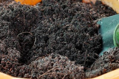 虎尾兰的种植技术，可分株繁殖也可扦插繁殖