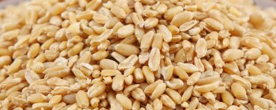 淮小麦和浮小麦的区别，产地和泡水后的状态均不同