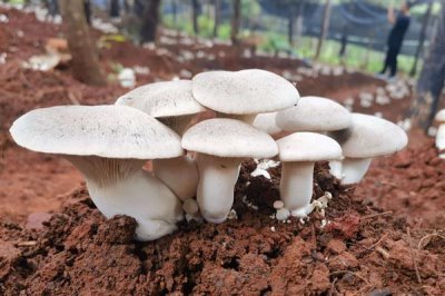 食用菌的种植市场,在我国市场需求大