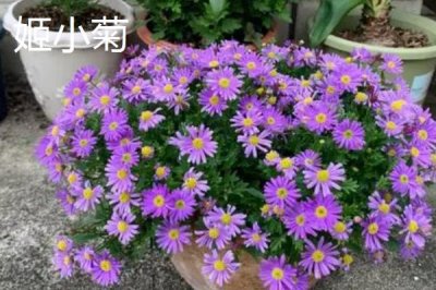 有哪些品质好的小菊系菊花种子,包括小丽花、姬小菊、金鸡菊等品种