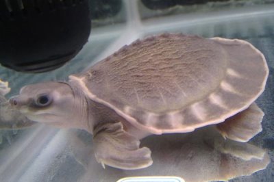 猪鼻龟能活多久,野外生存可活20-25年