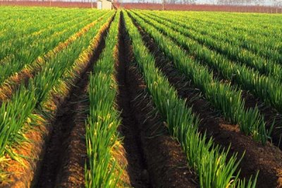 大葱葱白短的解决方法,需合理定植、及时追肥等