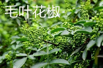 花椒种植市场是否已经饱和，调料需求基本已经达到顶峰
