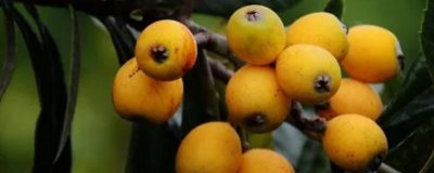 枇杷怎么施肥,幼树的施肥原则为薄肥勤施