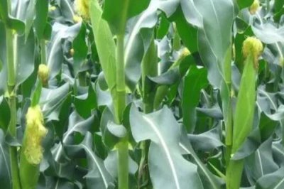 沪甜16玉米种子特点，鲜食甜玉米品种