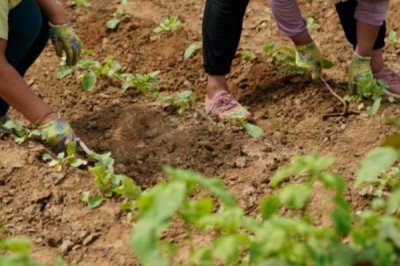 菜苔怎么选种,选择抗病毒性强一些的种子