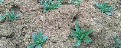 农村挣钱快的创业项目,这几个近年来发展的不错