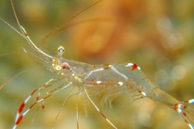 虾有哪些品种,常见的有幽灵虾、罗氏沼虾、澳洲龙虾等