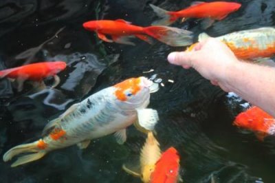 锦鲤鱼嘴唇溃烂的原因，可能是受伤后没有及时医治所致