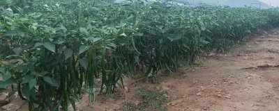 四季可种的蔬菜有哪些,有辣椒、土豆、生菜等